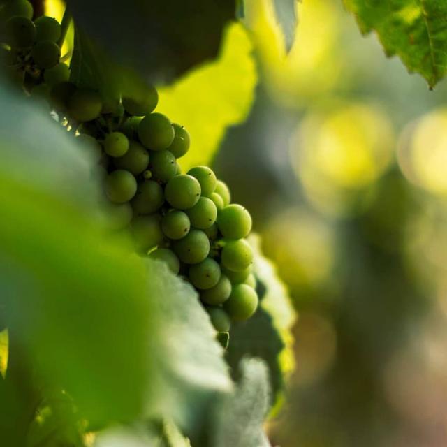 Instagram #auxerroistourisme-raisin-grappe-vignoble-Auxerrois